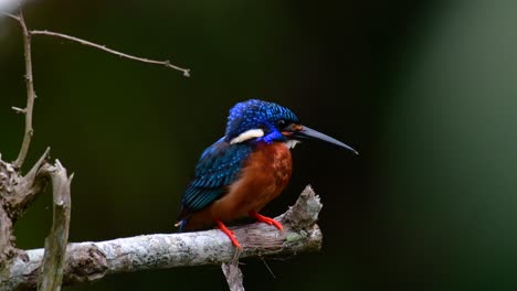 el martín pescador de orejas azules es un pequeño martín pescador que se encuentra en tailandia y es buscado por los fotógrafos de aves debido a sus hermosas orejas azules, ya que también es un pájaro lindo para observar