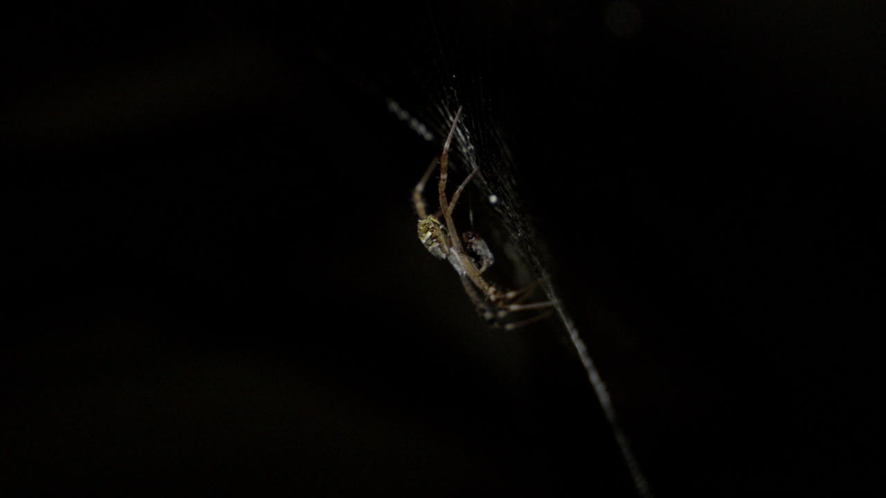 una araña de jardín de aspecto aterrador esperando para alimentarse