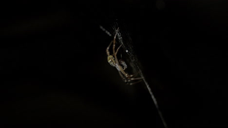 a scary looking garden spider waiting to feed