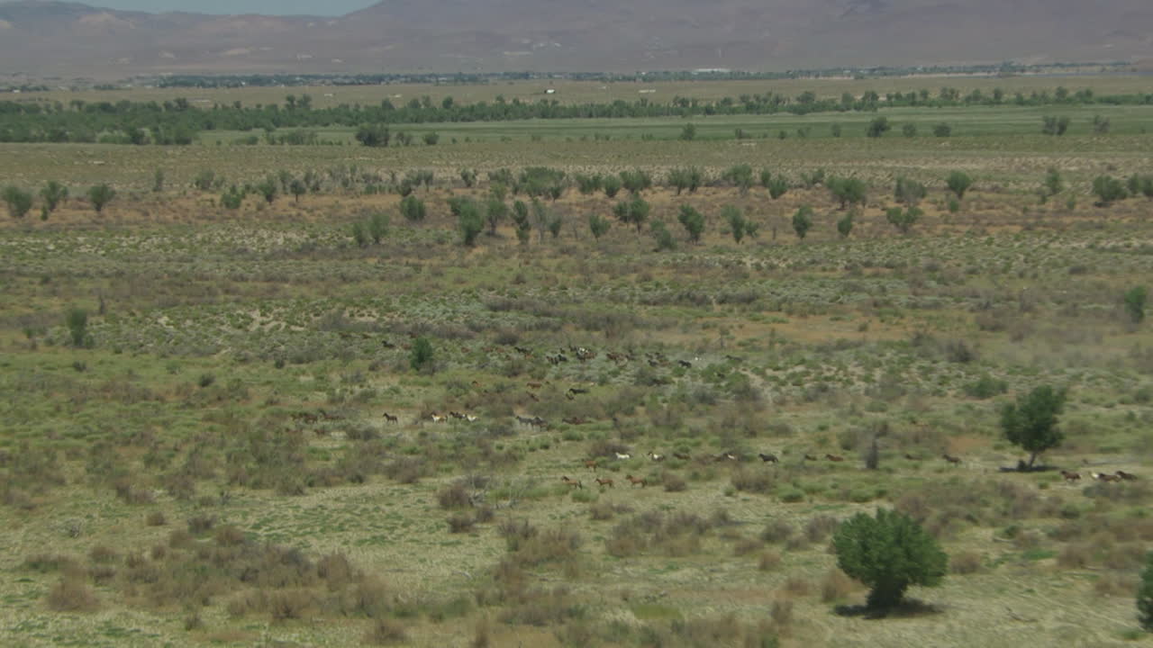una antena de caballos salvajes corriendo