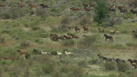 an aerial of wild horses running