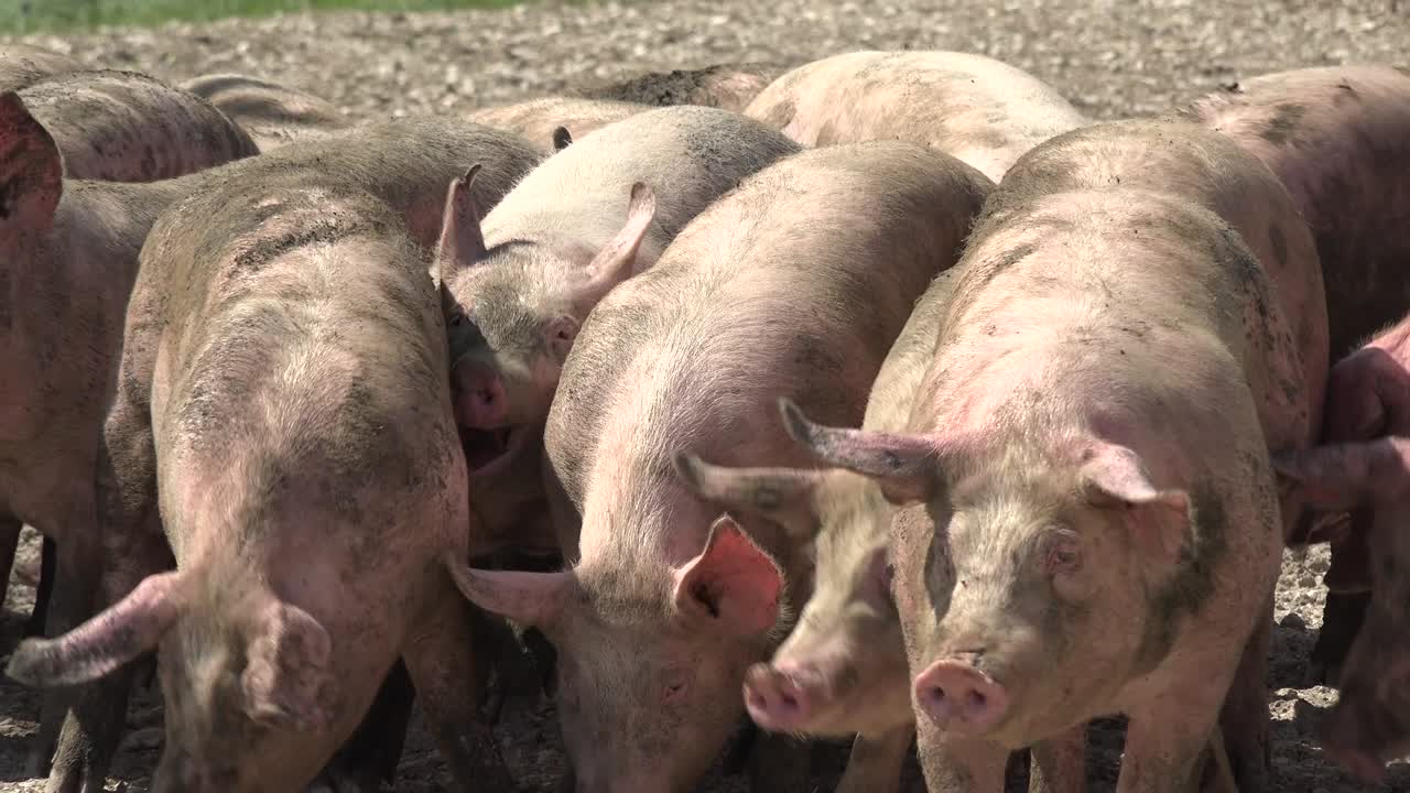 야외 양식 돼지, 유기농, 식품