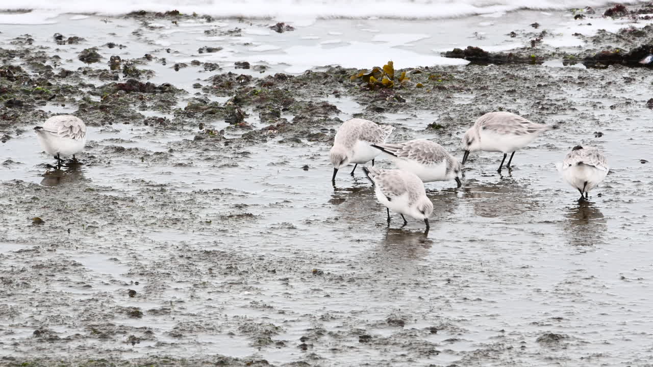 sanderling 작은 무리 in winterplumage foraging atshoreline