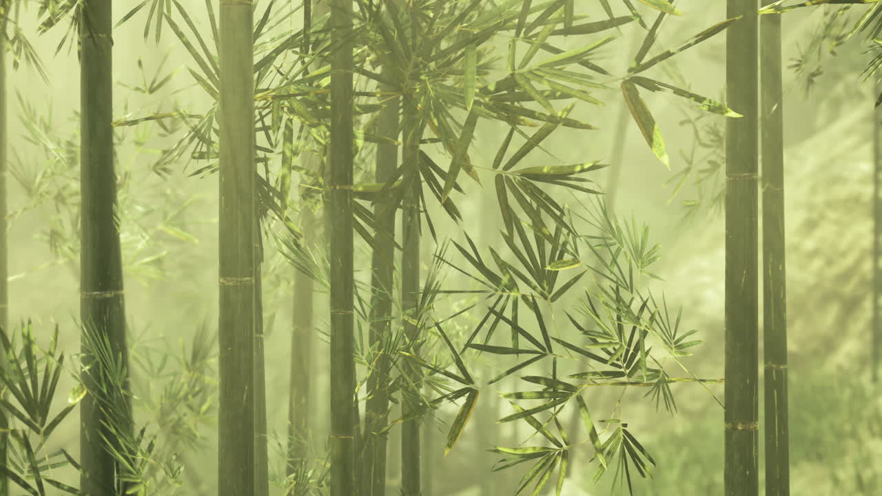 Bamboo forest in misty light creating a serene and calming atmosphere