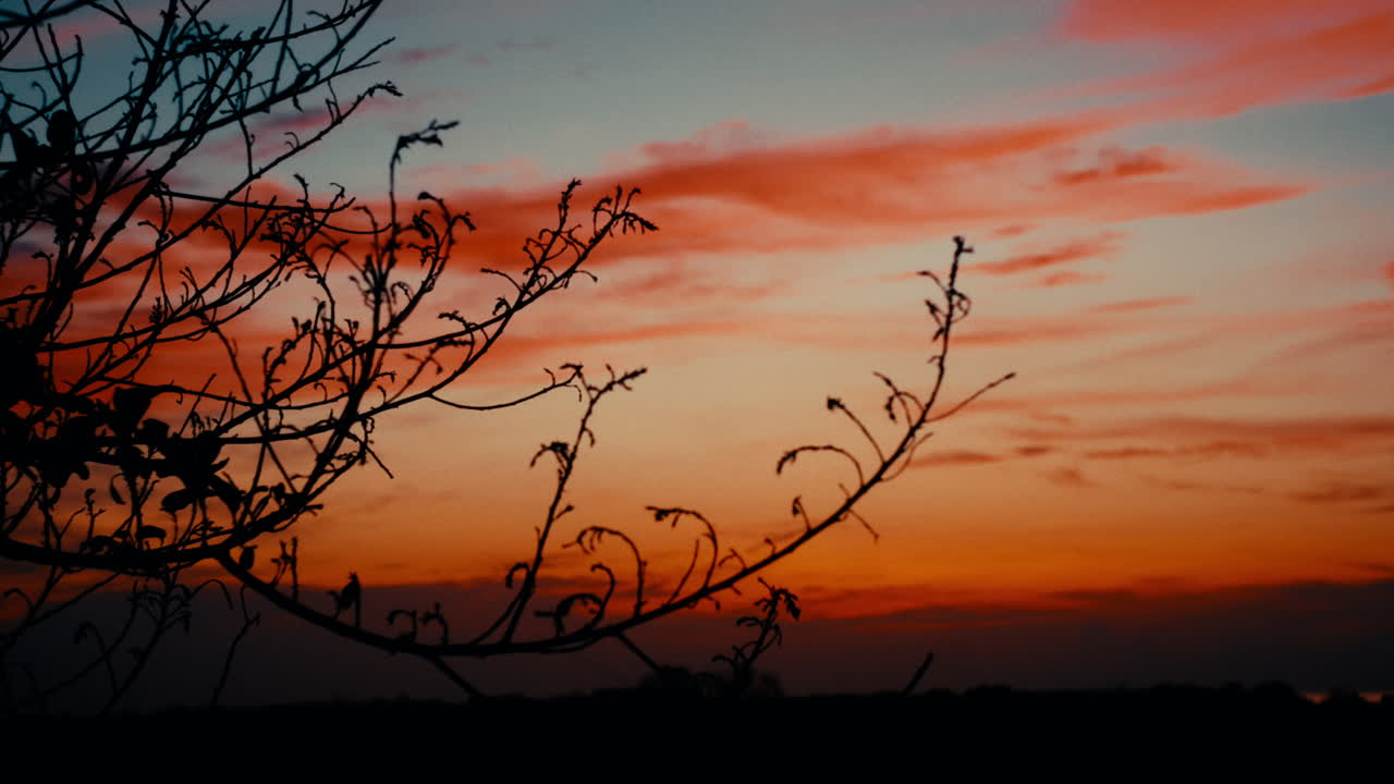 Silhouette di rami al tramonto