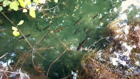 fishes standing still in clear water in a small river with a calm stream on a sunny summer day