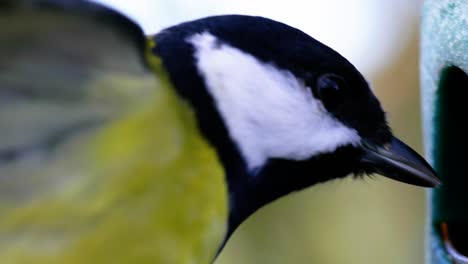 toma macro de cámara lenta cinematográfica de 4k de un pájaro volando a un comedero de pájaros y comiendo semillas