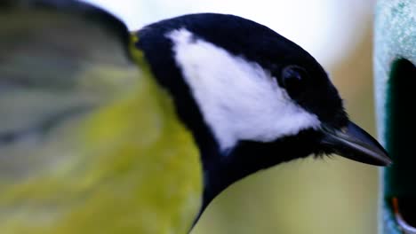 4k cinematic slow motion macro shot of a bird flying to a bird feeder and eating seeds