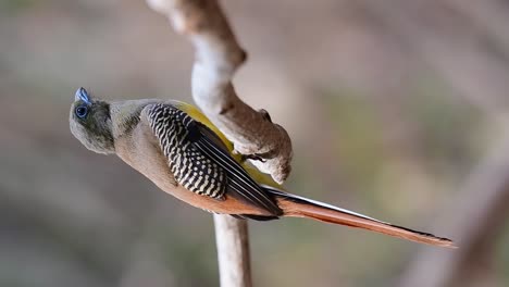 seen from its backside perched on a vine chirping and looking around during a summer afternoon