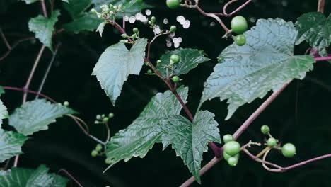 close-up of a vine with green leaves and berries