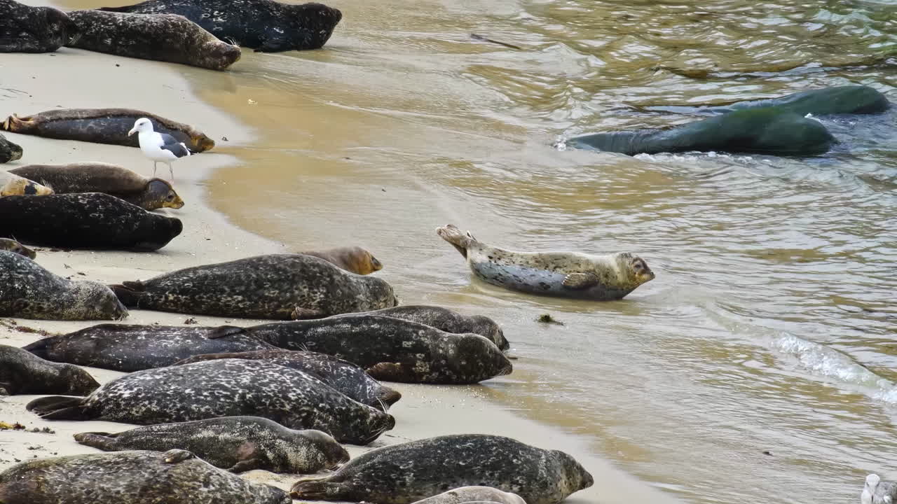 Young seal sitting on belly and raises his tail and head with the arrival of an ocean wave