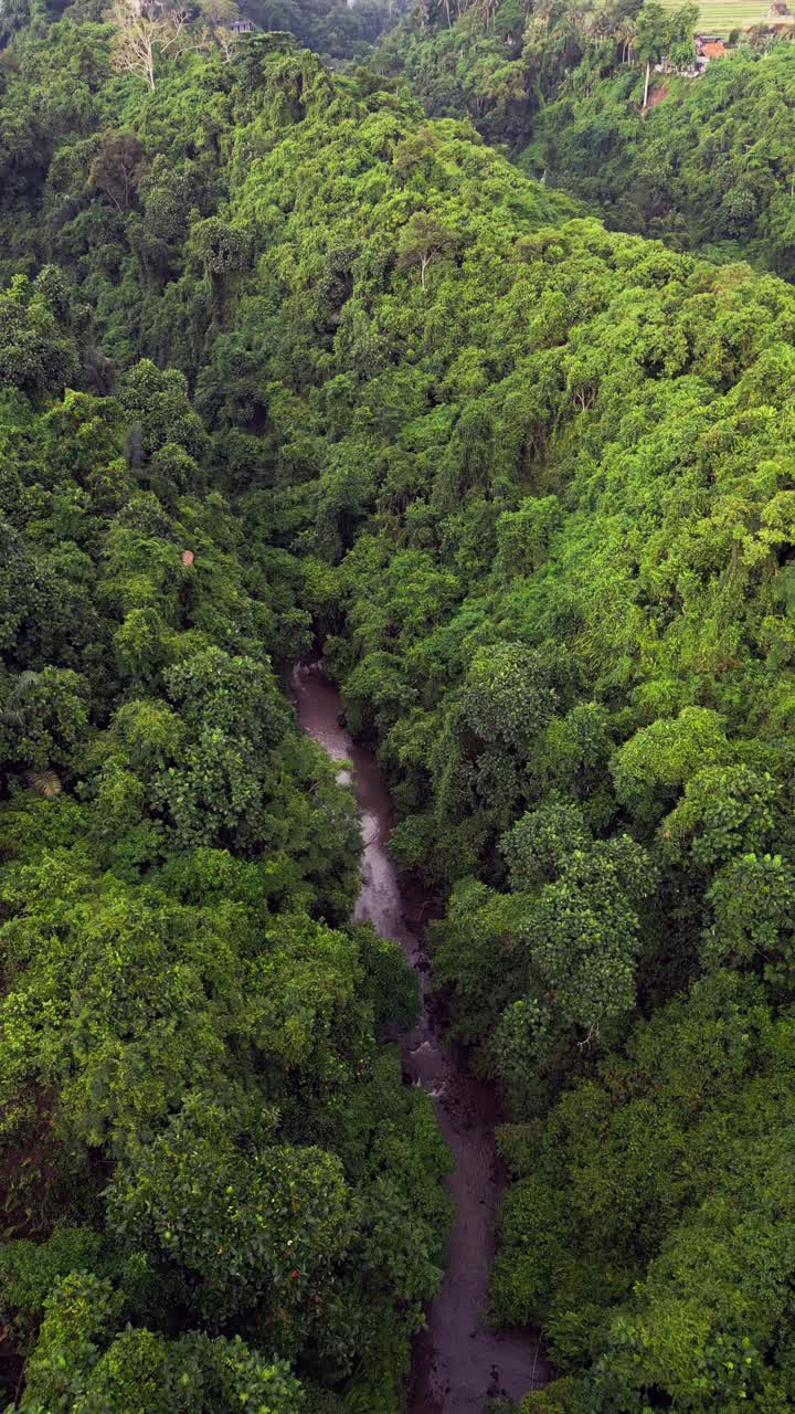 Vertical view of a lush jungle gorge with a narrow muddy river cutting through dense tropical vegetation, capturing the dramatic depth and untouched wilderness of this remote rainforest landscape