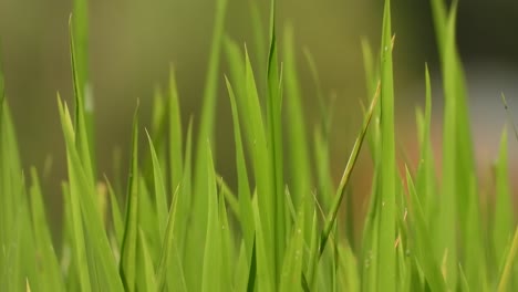 rice grass - green -leaf