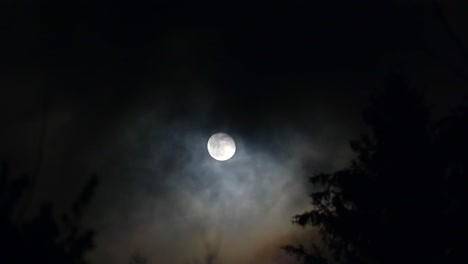 a moonlight serenade among the silhouetted trees amidst the howling wind