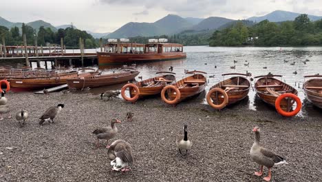 rowing boat and jetty on the shore of derwentwater, with ducks and geese keswick town, lake district national park, cumbria, england