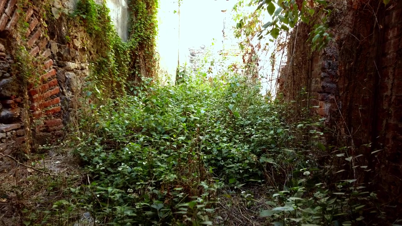 Corridoio di un'hacienda abbandonata invaso da una fitta vegetazione, pareti coperte di viti e vegetazione, luce naturale alla fine che evidenzia il degrado e la crescita eccessiva in una struttura storica