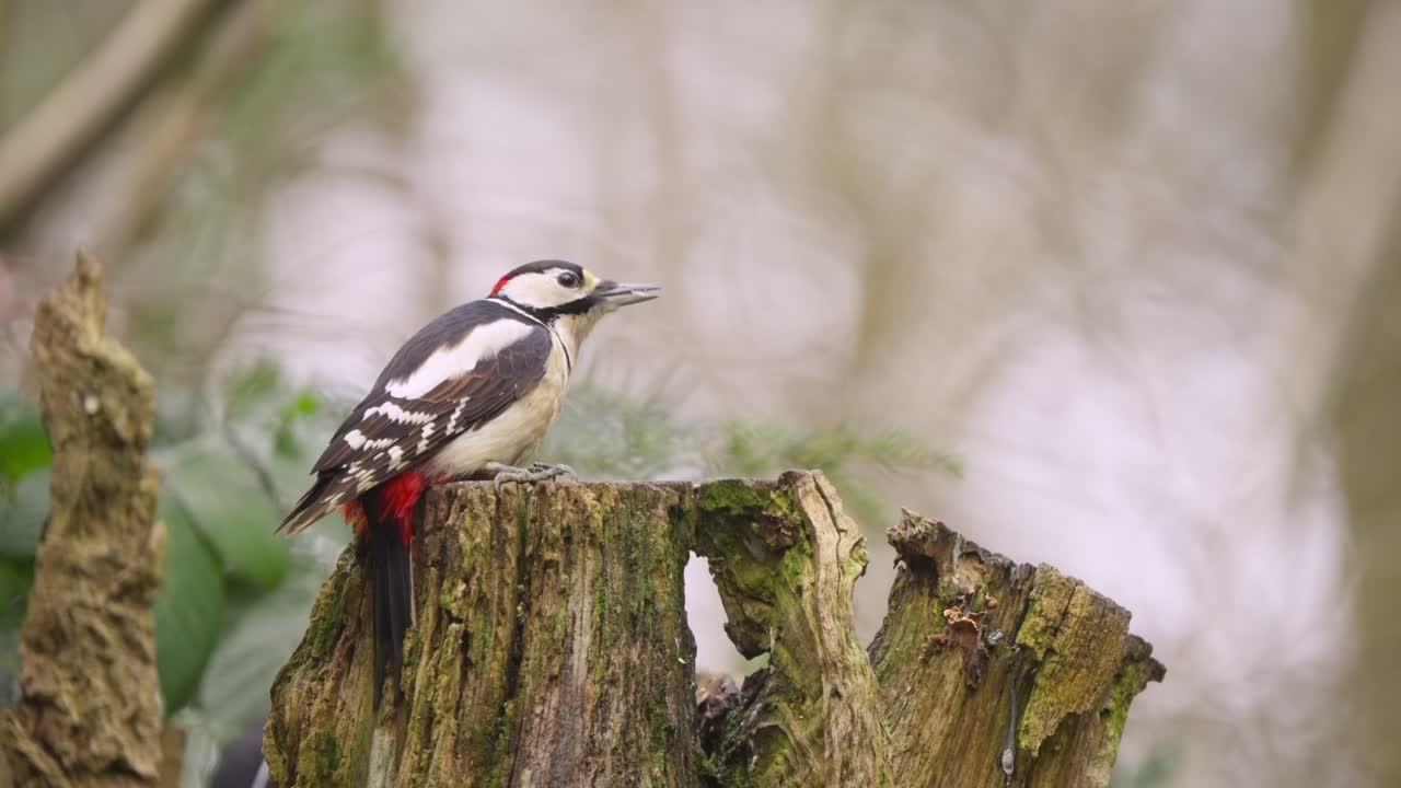 Great spotted woodpecker clings to side of tree trunk in Dutch woodland habitat