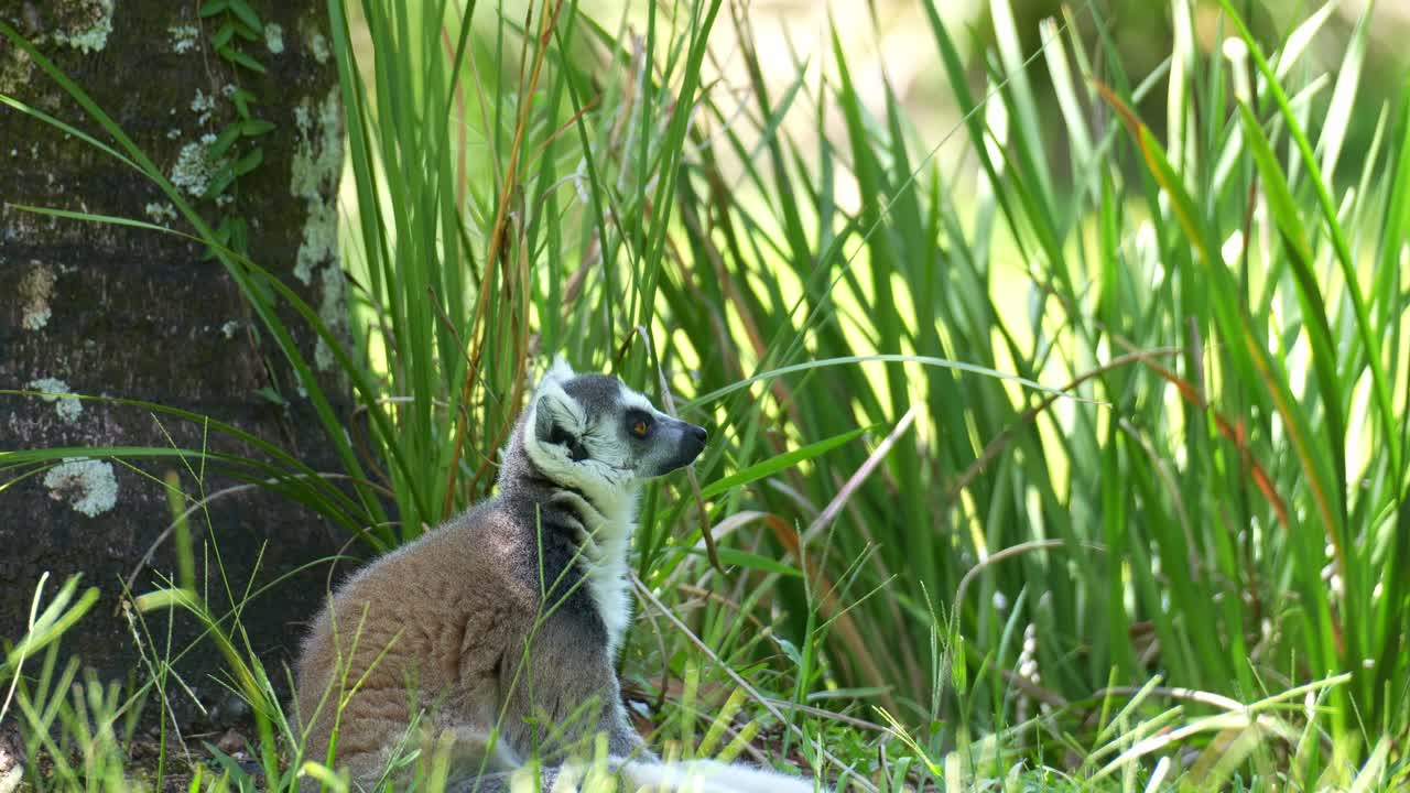 Um lêmure-de-cauda-anelada (Lemur catta) sentado na grama, descansando à sombra, olhando ao redor, foto em close-up