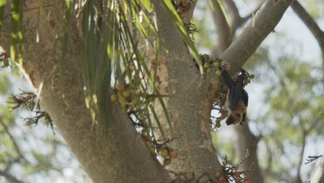 one-lonely-bat-eating-fig-from-gular,-red-river-fig,-pan-from-left-to-right