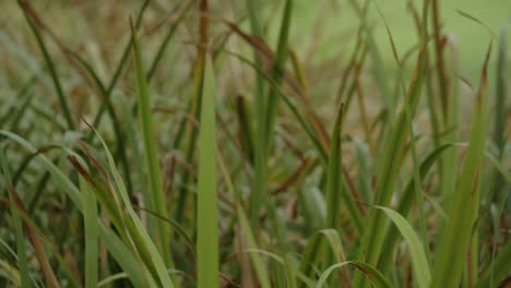 Primer-Plano-Estático-De-Algunas-Plantas-Como-Hierbas-Verdes-Con-Un-Enfoque-Diferente