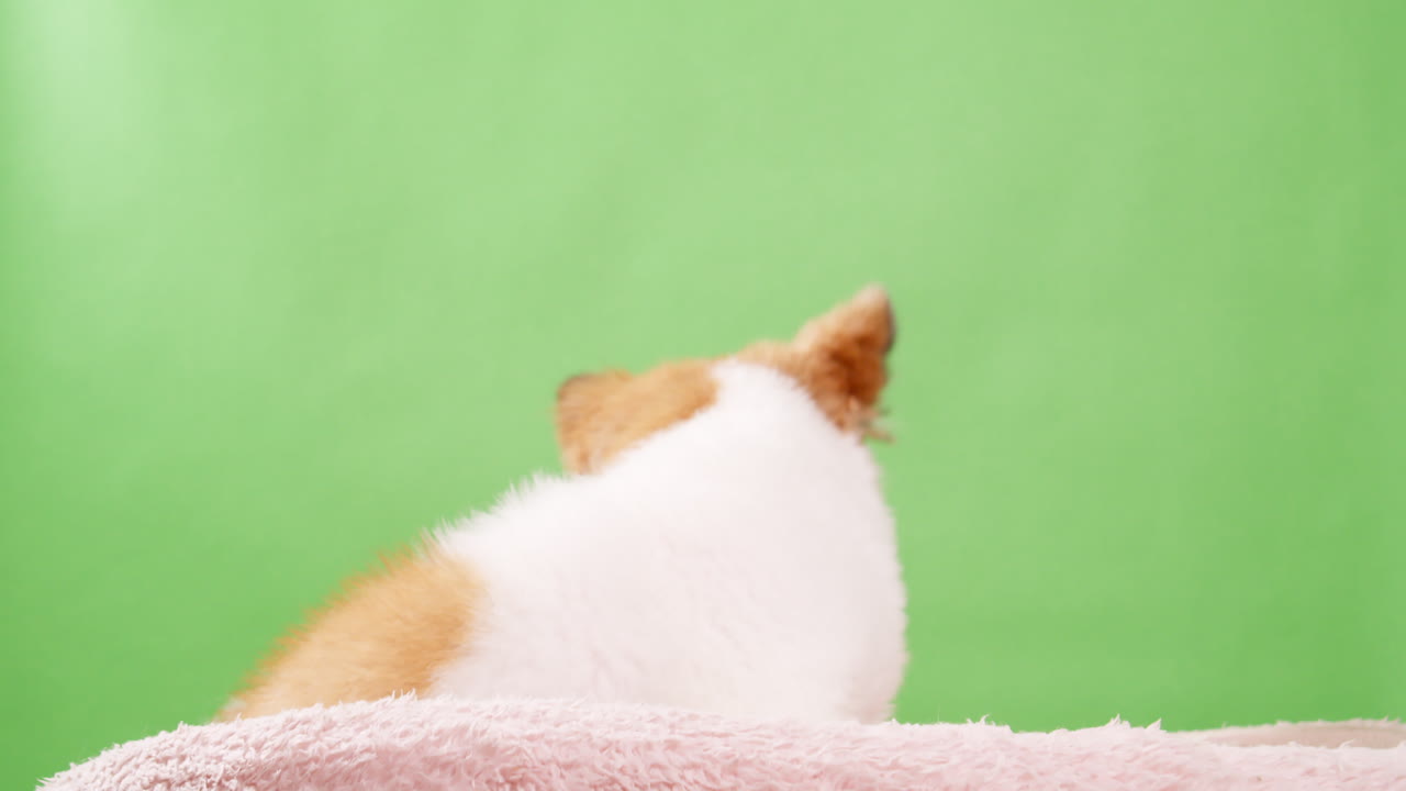 녹색 배경에 분홍색 면 양탄자에 앉아 있는 작고 재미있고 활기찬 작은 새끼 사슴과 흰색 개, 강아지의 비디오를 닫습니다.