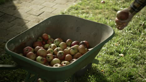 Limpiar-Manzanas-Podridas-Del-Jardín.