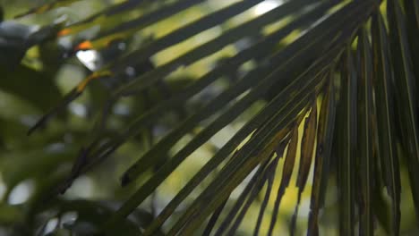 Areca-palm-tree-with-sunlight-passing-through-the-vegetation,-bokeh-effect