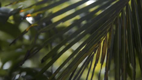 palmera de areca con luz solar que pasa a través de la vegetación, efecto bokeh
