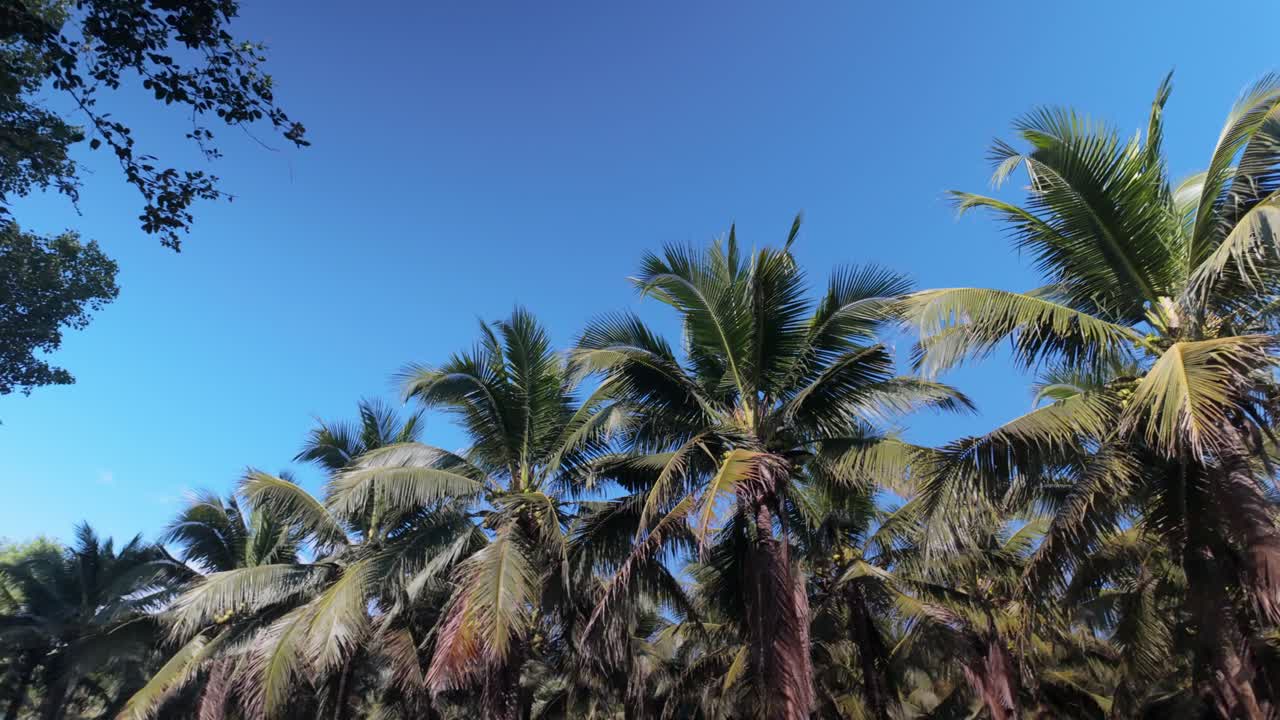 Panoramica lenta da sinistra di alte palme da cocco in un paesaggio agricolo tropicale sotto la luce del giorno, che mostra una vegetazione lussureggiante e una tranquilla atmosfera rurale nel sud-est asiatico