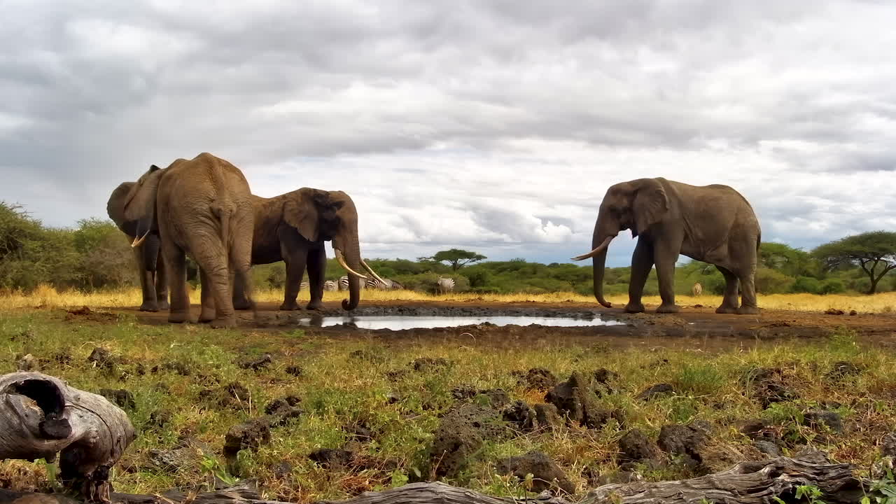 A timelapse of wild African elephants gathering at a watering hole in the savanna