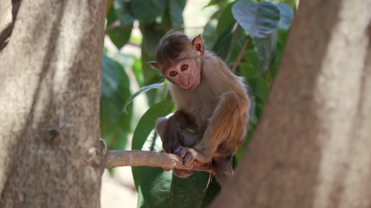 Young monkey resting on tree branch in Dambulla forest, peaceful and curious moment