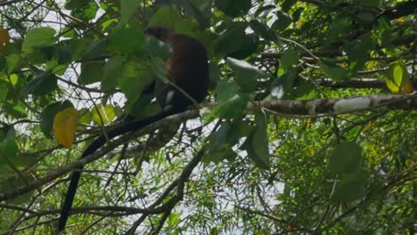 Un-Mono-Mona-Sentado-En-Una-Rama-En-La-Selva-Tropical-De-Granada