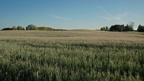 Hohes-Gras,-Niedrig-Fliegender-Wiesenschuss