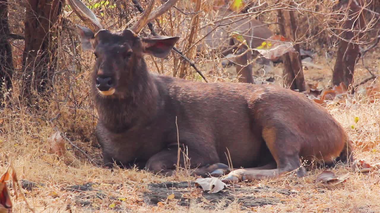 gran ciervo sambar marrón sentado bajo un árbol tiro cercano i ciervo sambar almacen de video