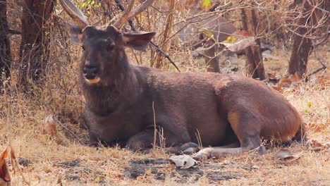 Großer-Brauner-Sambar-Hirsch,-Der-Unter-Einem-Baum-Sitzt,-Nahaufnahme-Eines-Sambar-Hirsches-Stockvideo