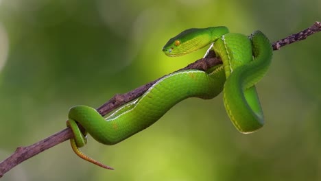 The-White-lipped-Pit-Viper-is-a-venomous-pit-viper-endemic-to-Southeast-Asia-and-is-often-found-during-the-night-waiting-on-a-branch-or-limb-of-a-tree-near-a-body-of-water-with-plenty-of-food-items