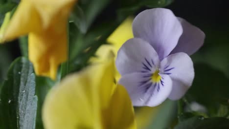 rain drops slowly falling on colourful pansy head