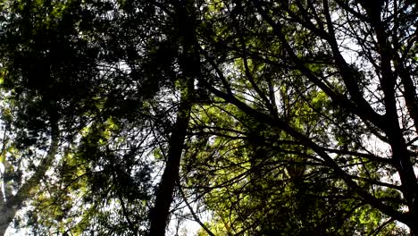 the above view of the trees in tandil forest where leaves moving along the winds during daytime - close up shot