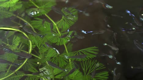 guppy fish swimming in a pond