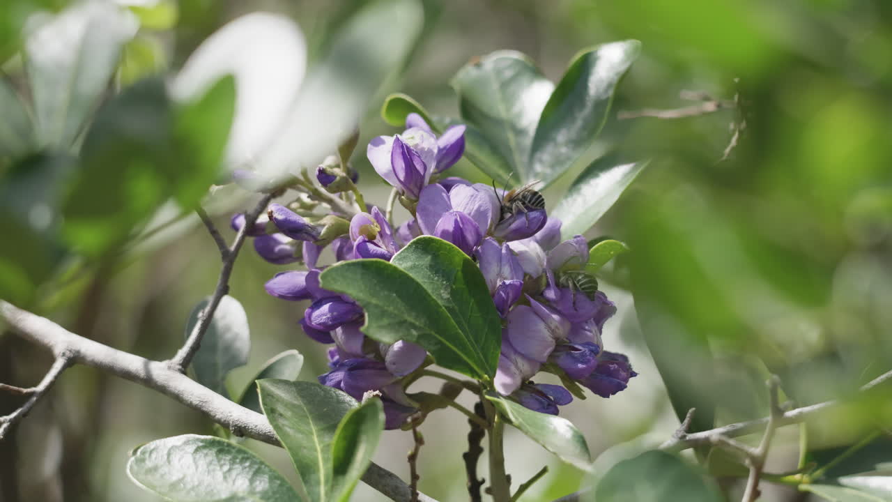 Honey bees collecting pollen from a purple flower on a tree branch