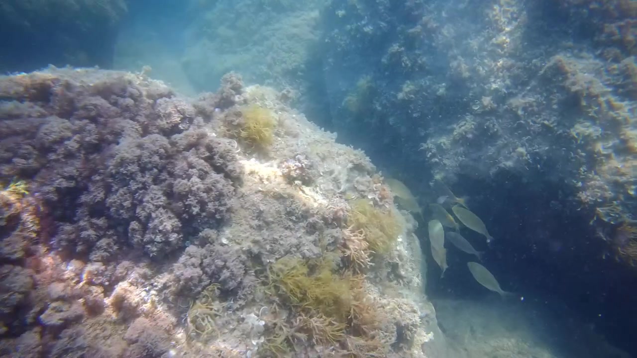 Underwater footage of small fish swimming around rocky seabed covered in algae in clear Mediterranean water