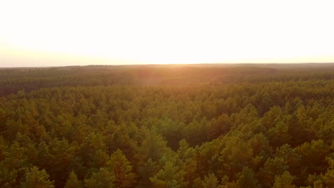 sunset-forest-aerial