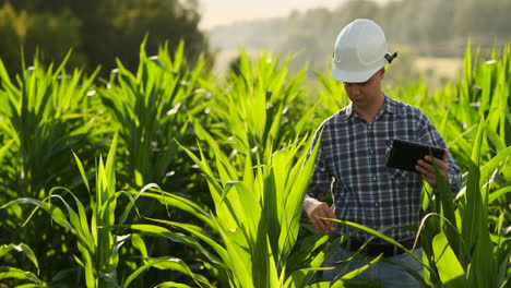 Mittlerer-Plan:-Ein-Männlicher-Landwirt-Mit-Einem-Tablet-Computer-Geht-Zur-Kamera,-Betrachtet-Pflanzen-Auf-Einem-Maisfeld-Und-Drückt-Seine-Finger-Auf-Den-Computerbildschirm.-Konzept-Der-Modernen-Landwirtschaft-Ohne-Einsatz-Von-GVO