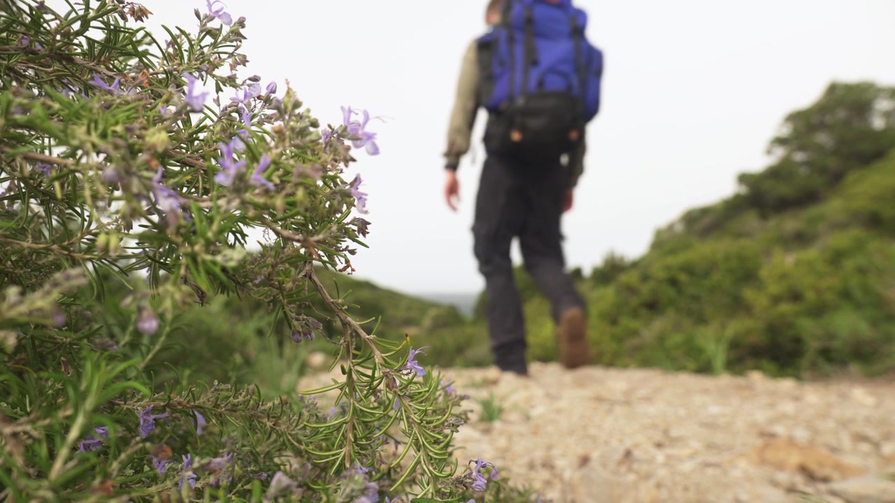Un escursionista passa accanto a un cespuglio di rosmarino selvatico lungo un sentiero paesaggistico naturale in Sardegna, Italia. Scatto con messa a fuoco selettiva