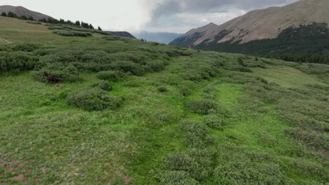 Large-brown-moose-gallops-running-up-hillside-with-strength-and-speed-retreating-into-shrub-trees