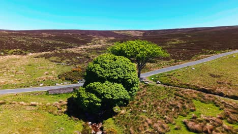 Narrow road winding through lush Wicklow mountains, serene and scenic