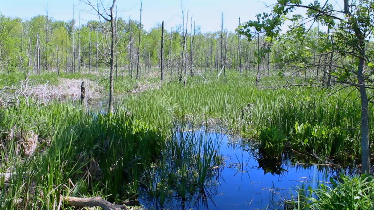 Lush green wetland at Indiana Dunes National Park on a bright day. Reflective water, dense vegetation, serene atmosphere, and vibrant colors create a peaceful, natural setting