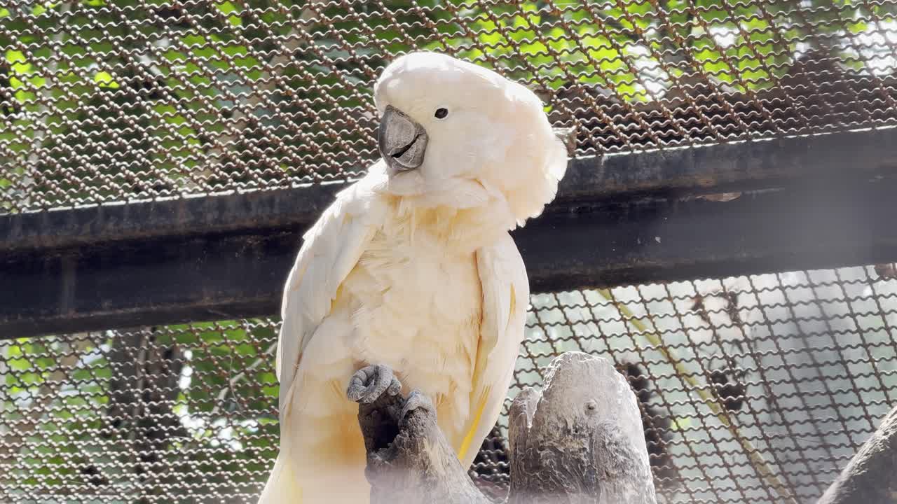 White cockatoo Parrot in bangkok thailand