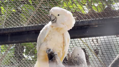 white cockatoo parrot in bangkok thailand