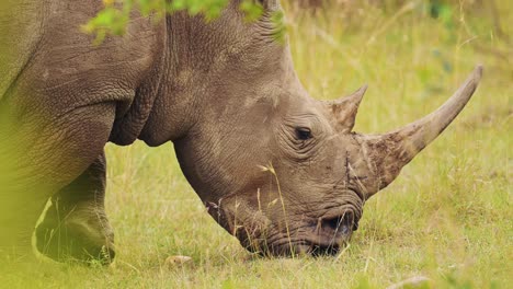 africa safari animal rhino in masai mara north conservancy grazing amongst wilderness nature feeding on grass in maasai mara